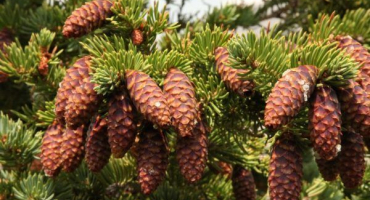 Engelmannův smrk - přehled odrůd